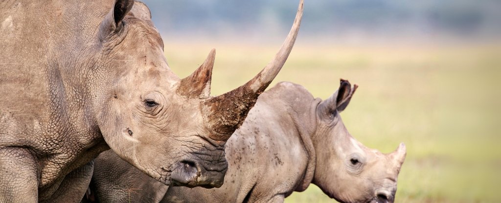 Scientists Make Live Rhino Horns Radioactive to Fight Poaching in South Africa : ScienceAlert