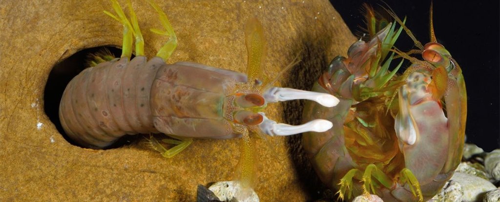 Scientists Reveal How to Take a Punch From a Mantis Shrimp : ScienceAlert
