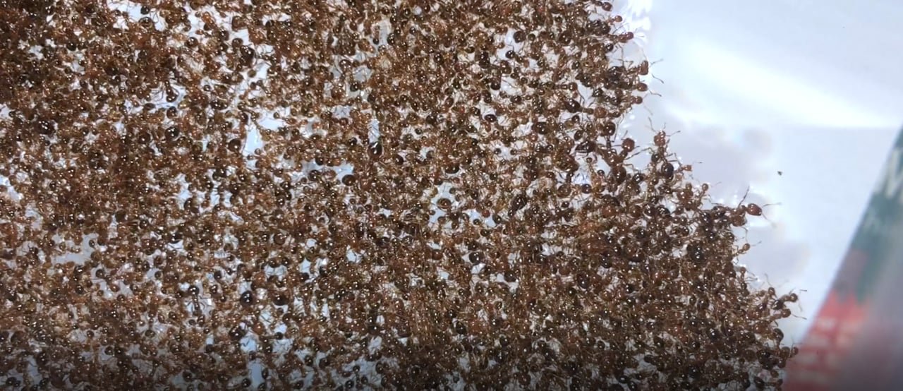 Scientists Uncover Secret Mechanics of Fire Ant Rafts