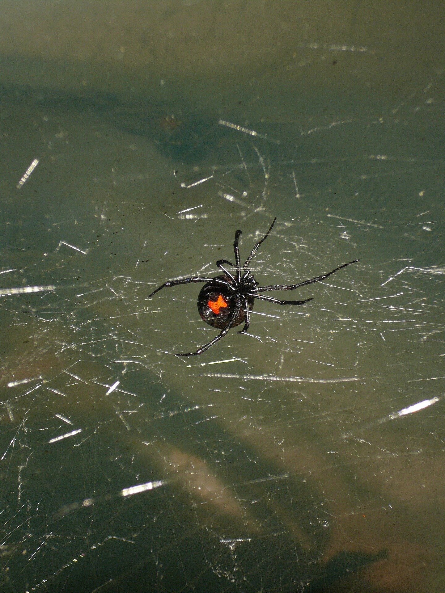 Scientists engineer human antibodies that could neutralize black widow toxin