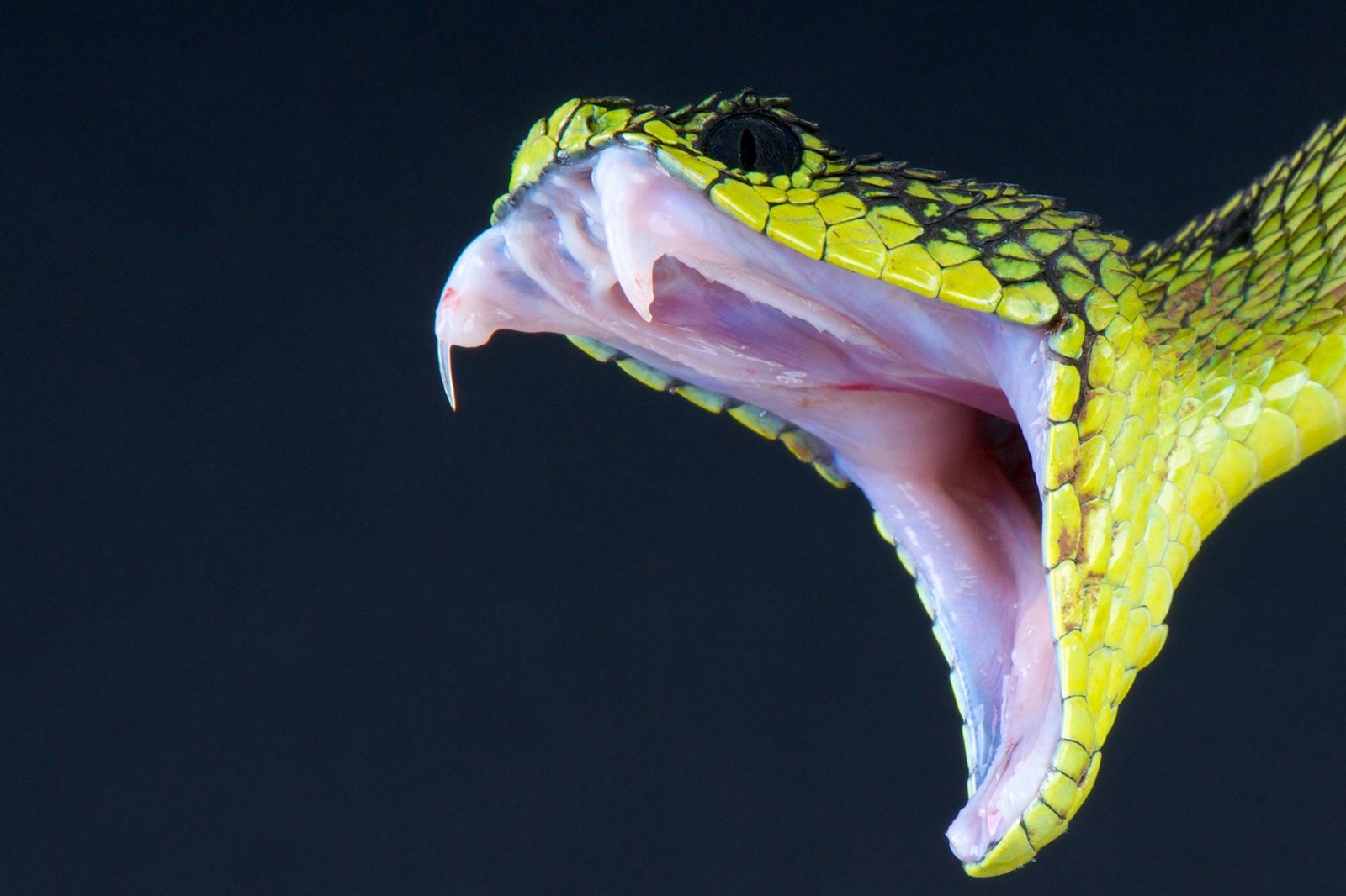 Snake Venom Research Breakthrough Using 3D Model of Imitation Blood Vessels