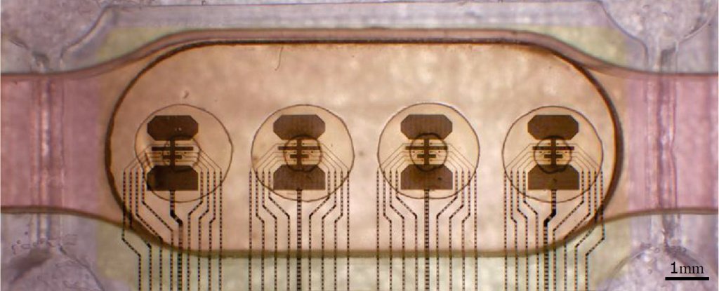 Swiss Startup Connects 16 Human Mini Brains to Create Low Energy Biocomputer ScienceAlert
