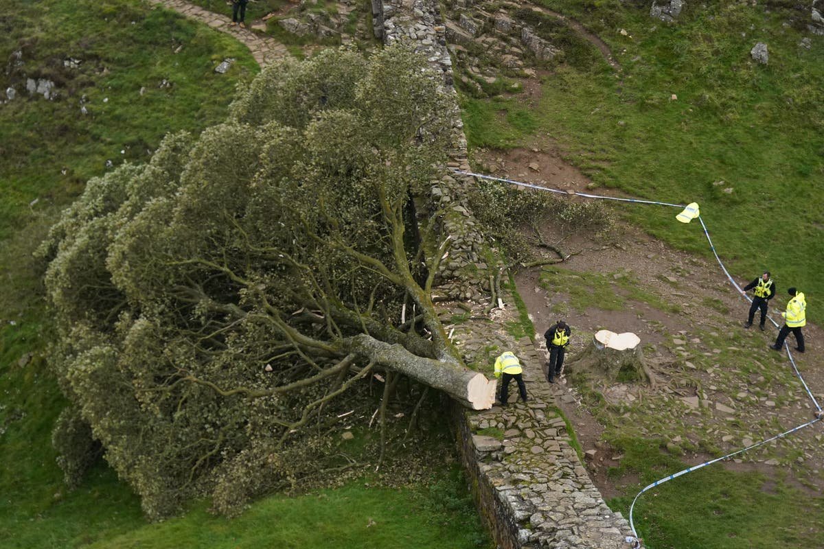 Sycamore Gap tree – latest: Daniel Graham and Adam Carruthers appear in crown court charged with cutting down famous tree