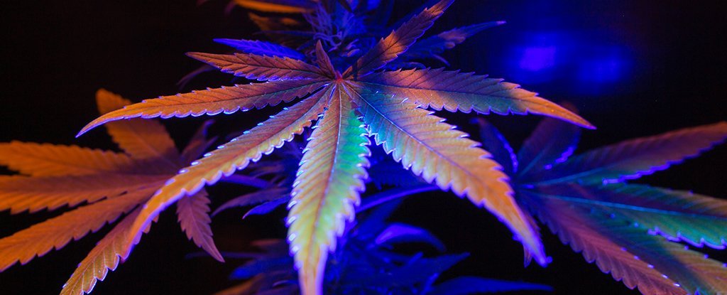 Teen Cannabis Use Dramatically Raises Risk of Psychotic Disorders : ScienceAlert