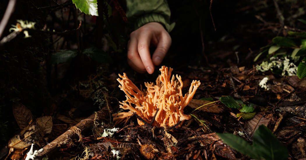 The Mushroom Hunters Cant Stop Finding Mysterious Fungi