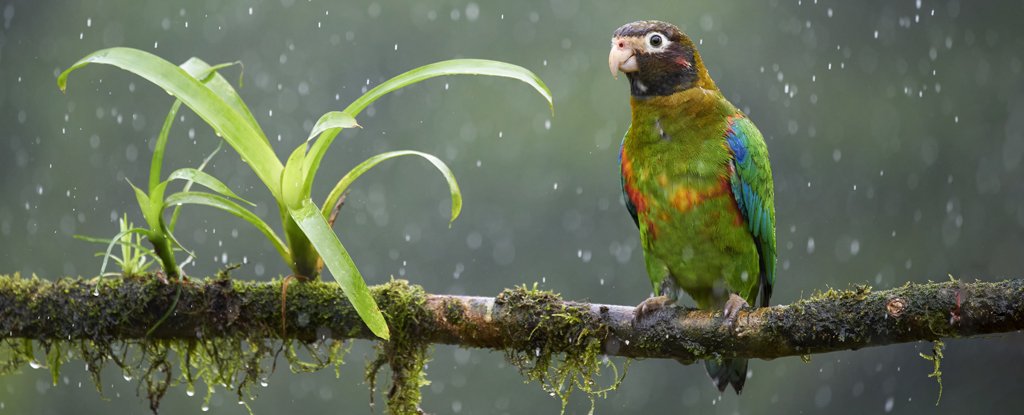 There’s a Hidden Water Cycle in The Amazon We Barely Know Anything About : ScienceAlert