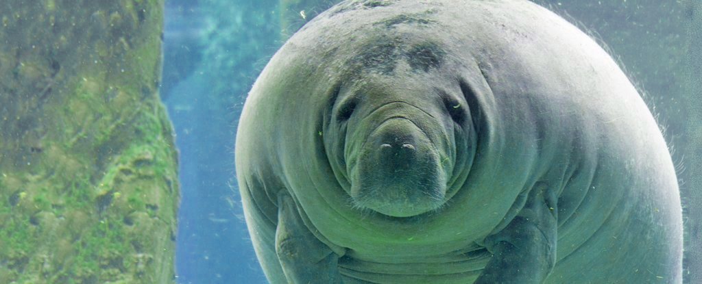 These 5 Weird Animal Butts Are The Distraction We All Need Right Now ScienceAlert