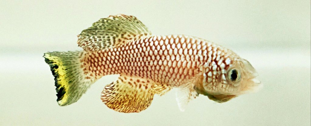 These Tiny Fish Unlocked Ancient Genes to Survive Months Long Droughts ScienceAlert