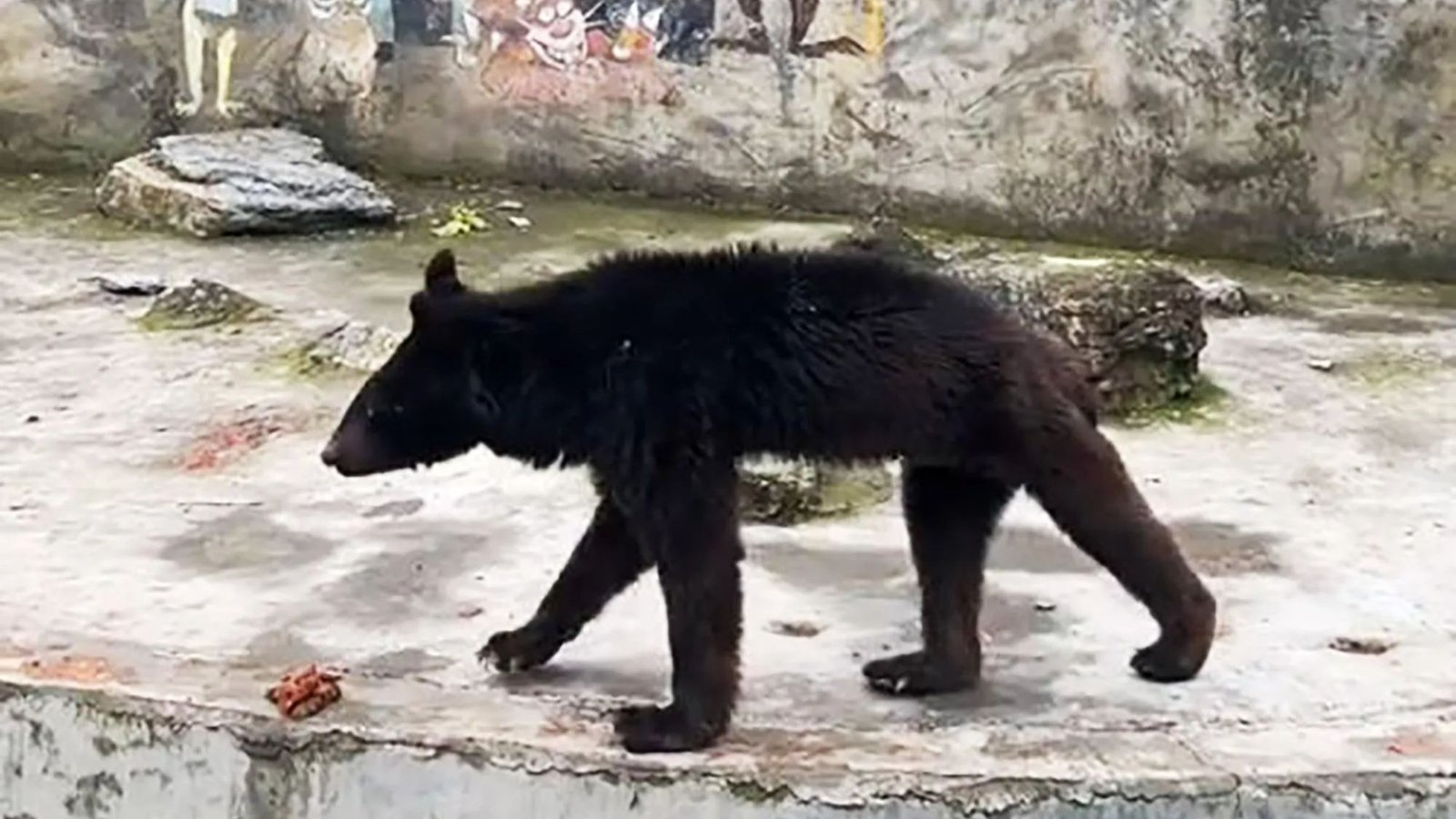 Tragic vid shows worlds saddest bear look emaciated after living on bread veg at skint zoo that cant afford meat