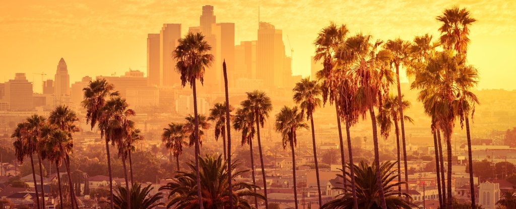 Trees Have Become a Hidden Source of Air Pollution in Los Angeles : ScienceAlert