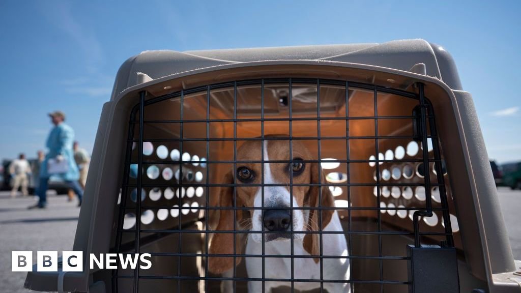 US dog breeder fined $35m after 4000 beagles rescued
