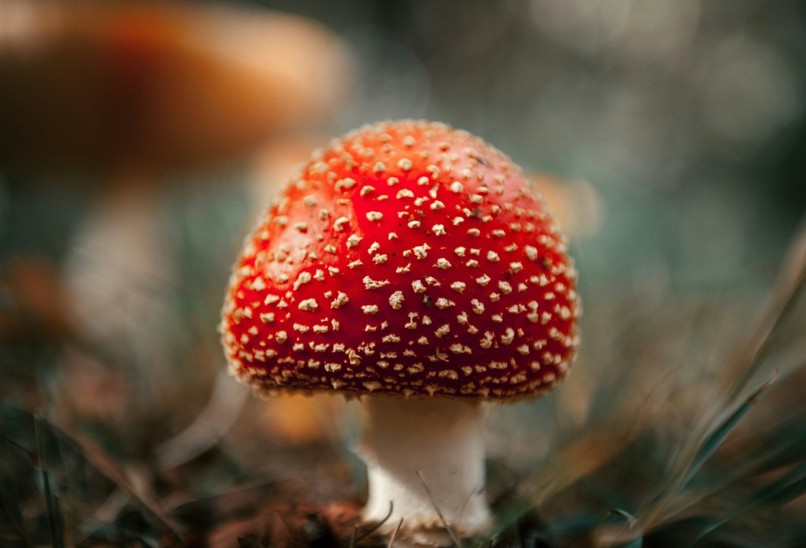 Unregulated sales of a toxic and hallucinogenic mushroom endanger public health, says study