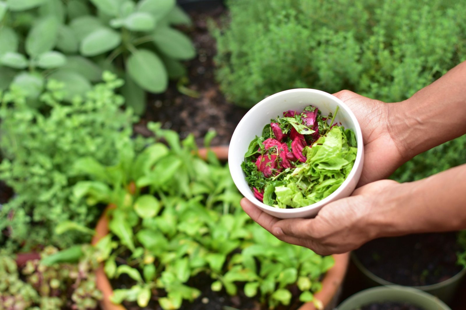 Vegetable gardening can improve health outcomes for cancer survivors, study finds