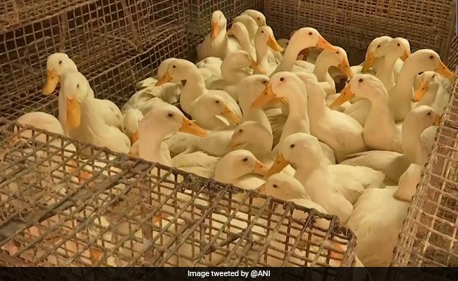 WHO Confirms Human Case Of Bird Flu In India. Know Symptoms And Precautions
