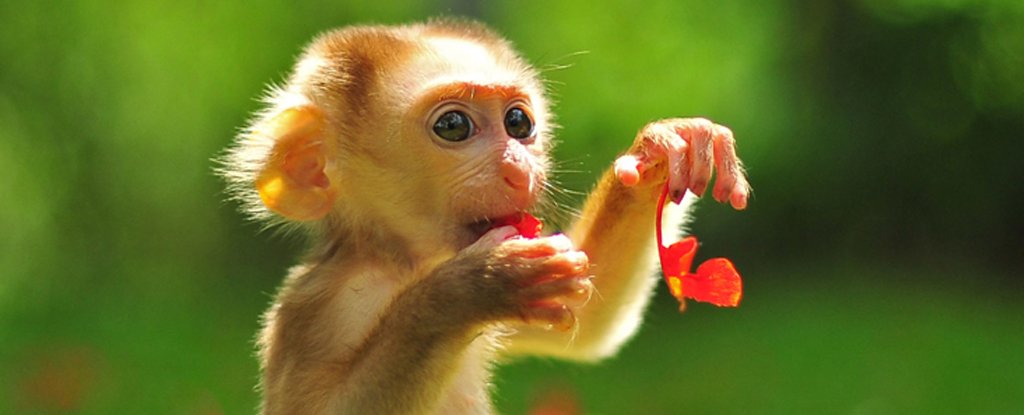 Why Did Primates Evolve Big Brains? It Might Not Be The Reason You Think : ScienceAlert