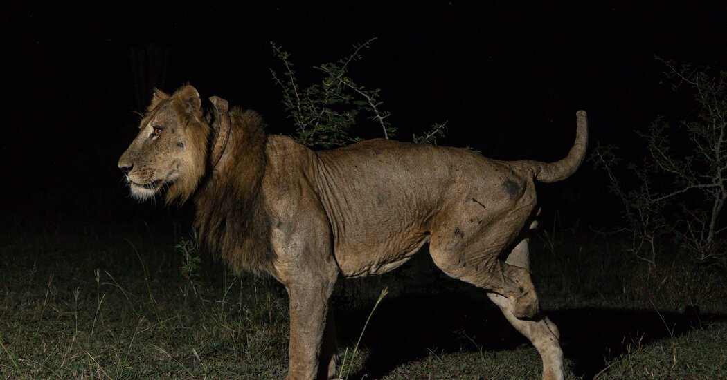 Why a 3 Legged Lion and His Brother Swam Across a Crocodile Filled River