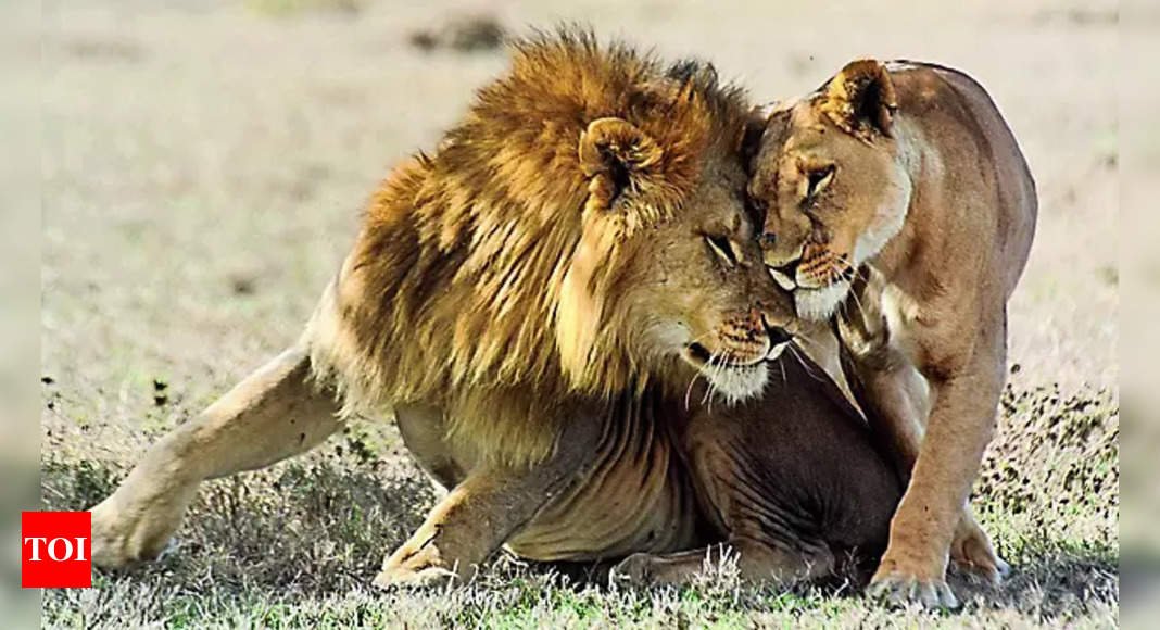 Why a 3 legged lion and its brother swam across a crocodile filled river