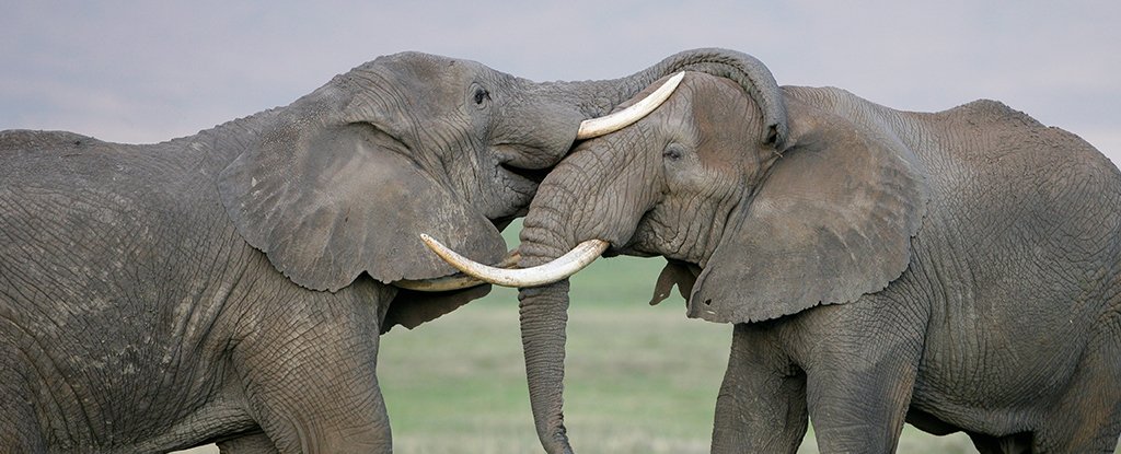 Wild Elephants Invent Names For One Another in Surprise Sign of Abstract Thinking : ScienceAlert