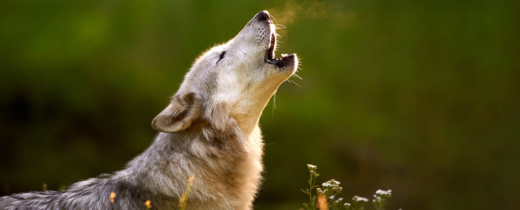Wolves Vanished Across America, And We’re Still Uncovering The Damage : ScienceAlert