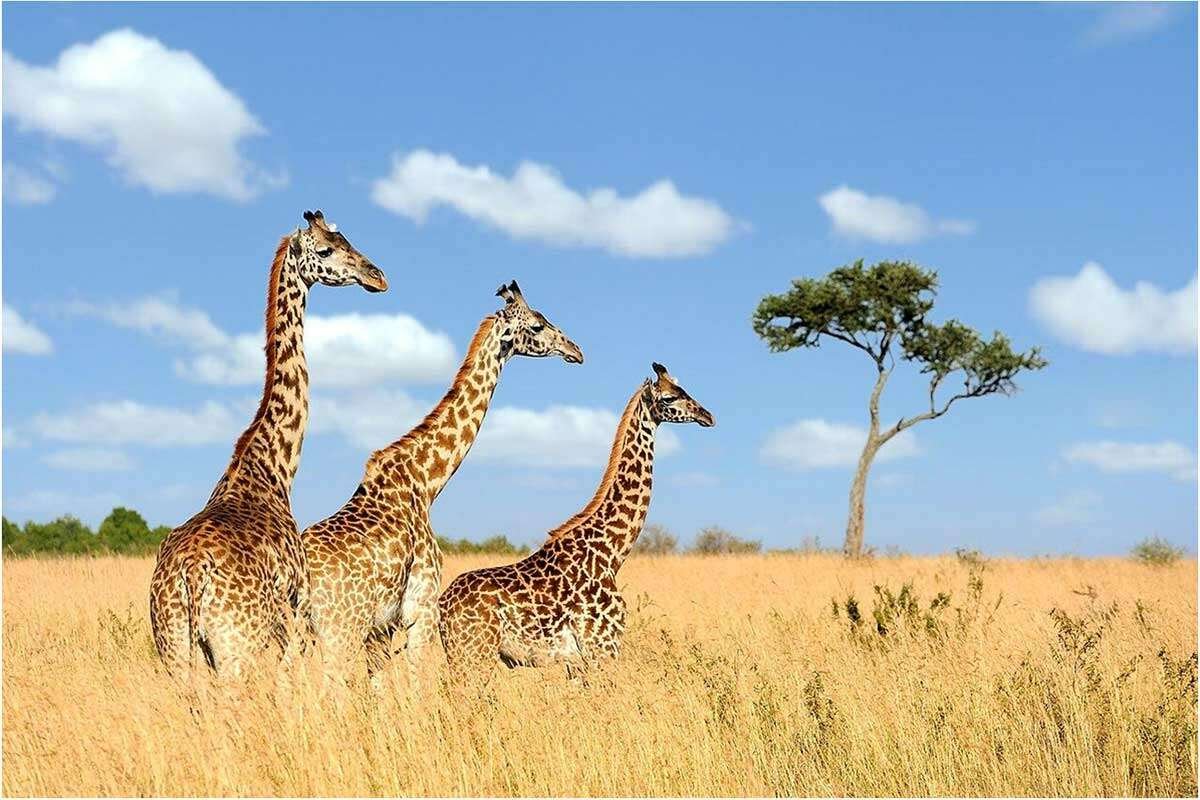 World Giraffe Day: Celebrating The Gentle Giants Of Africa