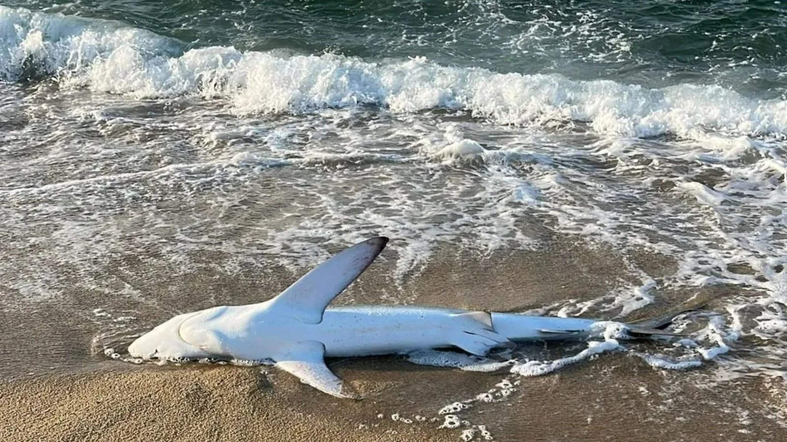 ‘Suicidal’ 8ft-long giant shark with serrated teeth washes up on Brit-favourite holiday beach ‘determined to die’