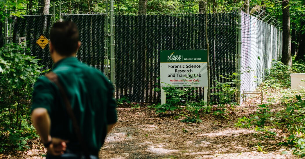 Tiny Crime Fighters With Wings Bees Go to Work on a Virginia Body Farm