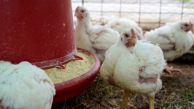 2 more poultry workers in Colorado infected with H5N1 bird flu: CDC