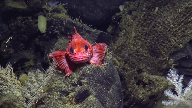 B.C. waters now home to Canada’s largest marine protected area