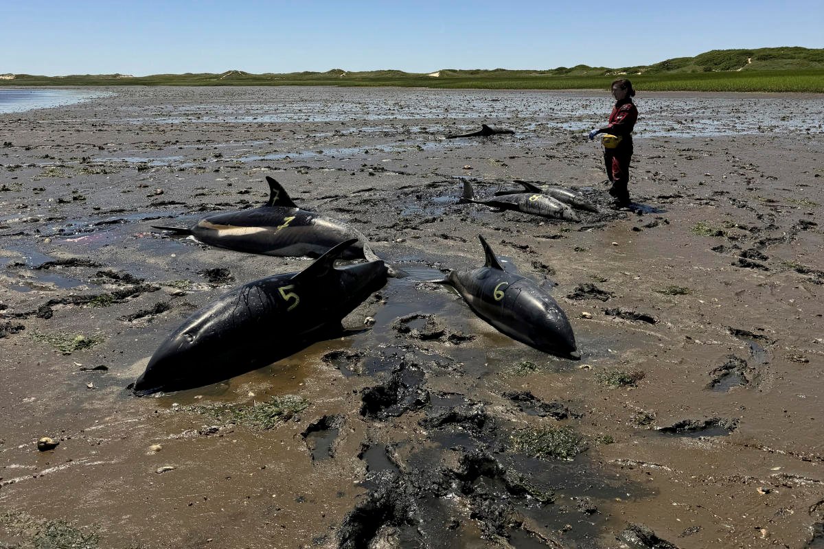 Dolphin mass stranding on Cape Cod found to be the largest in US history