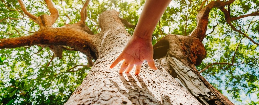 Global Study Reveals a Powerful Hidden Way Trees Are Fighting Climate Change : ScienceAlert