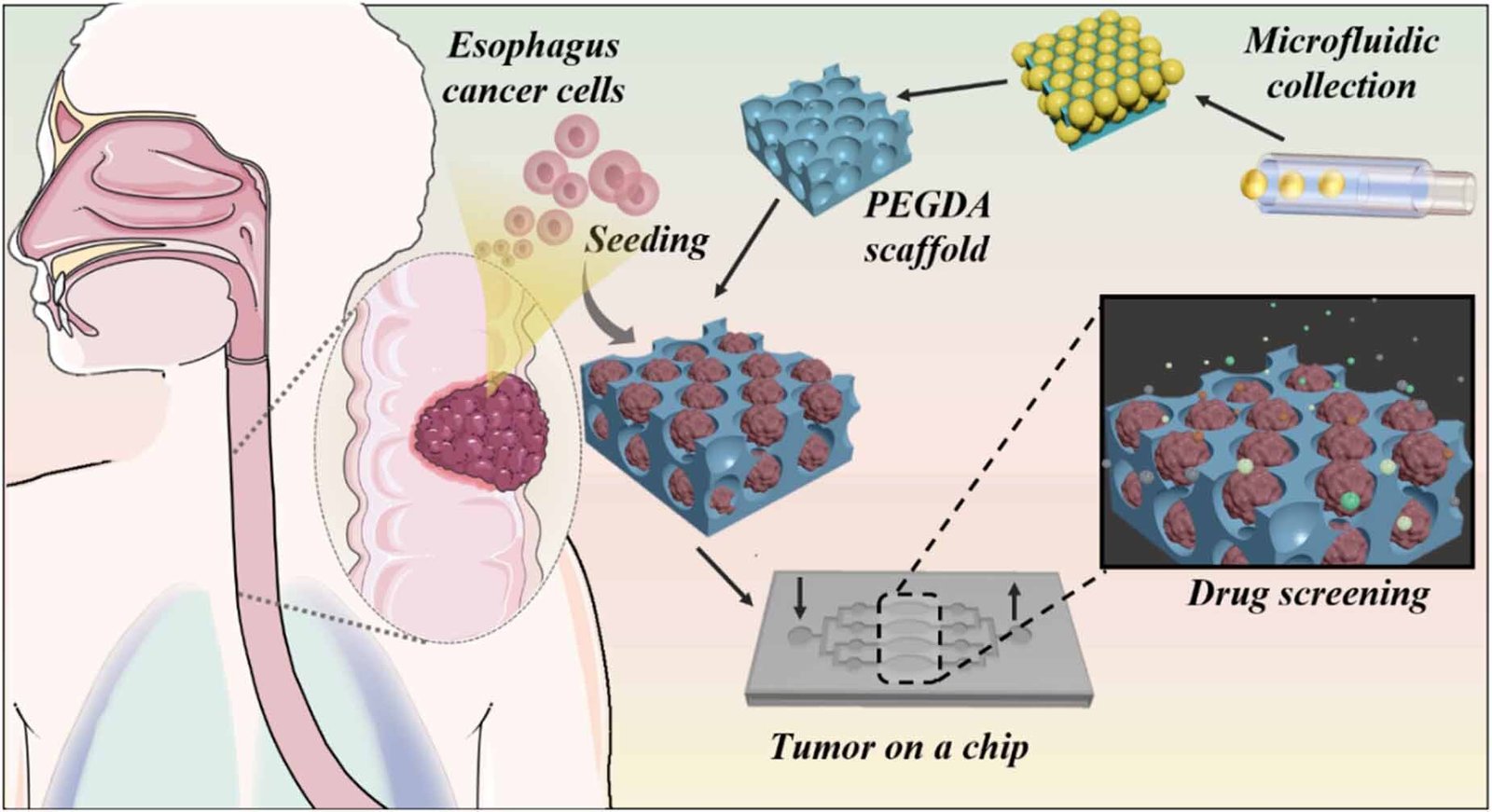 How tiny tumor models could transform drug testing