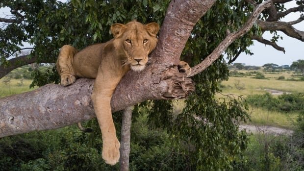 Jacob the Ugandan lion survived poacher traps and croc-infested waters. Now he’s looking for love