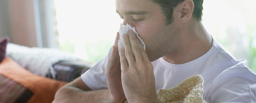 ‘Man Flu’ Could Actually Have a Real Explanation, Expert Says : ScienceAlert