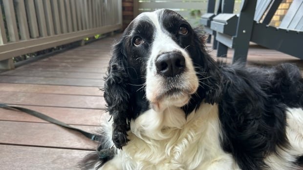 New US border rules for dogs starting Aug 1 have health minister concerned