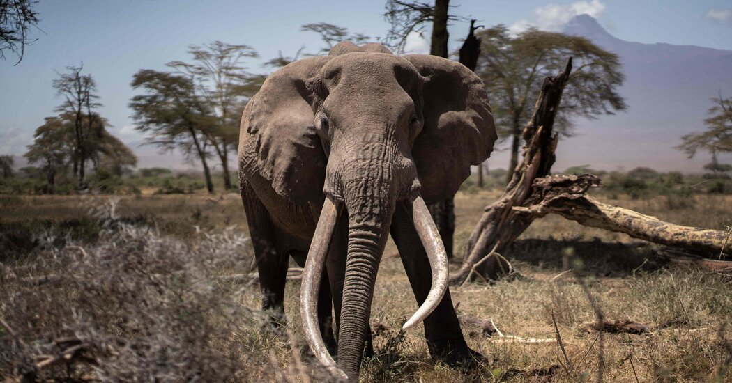 On the Kenya Tanzania Border an Elephant Hunting Ban Has Collapsed