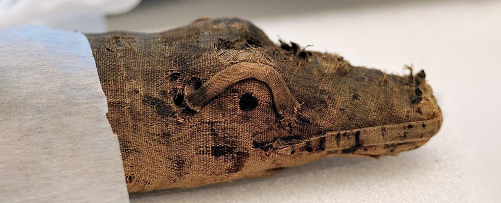 Scan of Mummified Croc’s Stomach Reveals Details of Ancient Egyptian Ritual : ScienceAlert