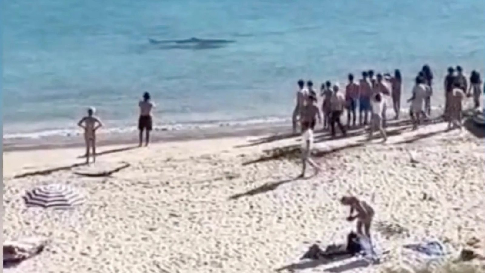 Shocking moment huge shark swims in shallow waters YARDS from Spanish hols hotspot beach in front of stunned tourists