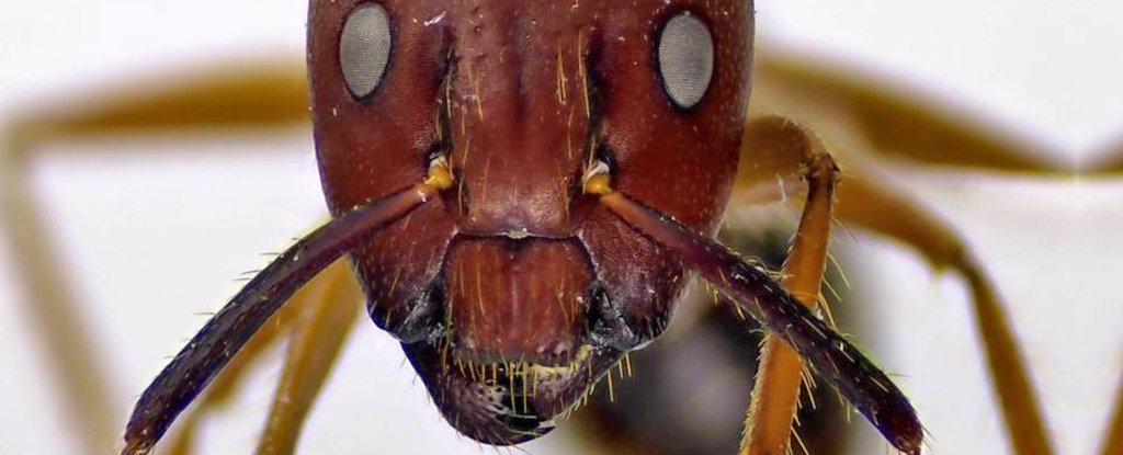 These Ants Perform Life Saving Operations on Injured Nestmates Similar to Humans ScienceAlert