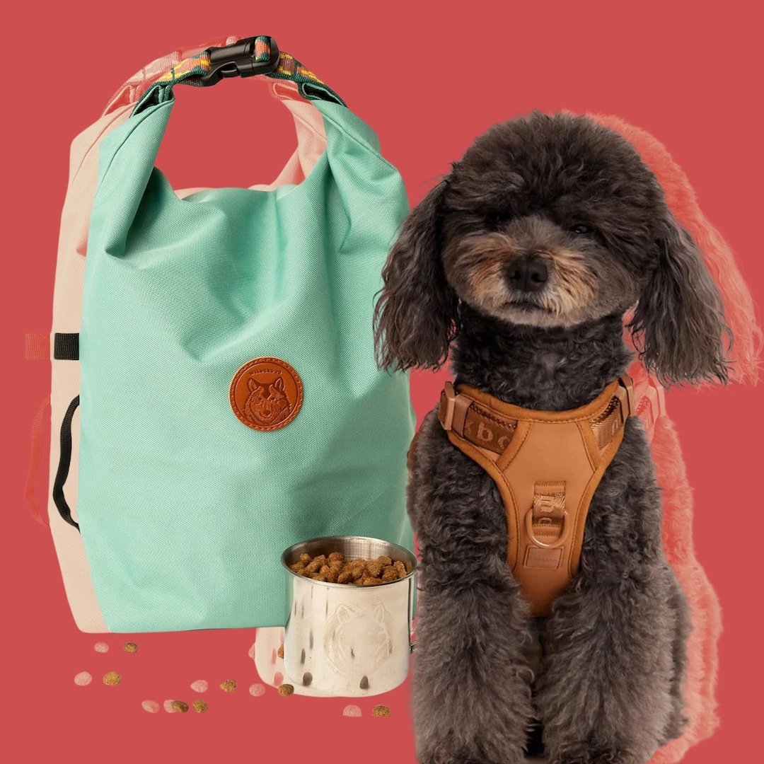 Traveling With Your Pet Here Are the Must Have Travel Essentials