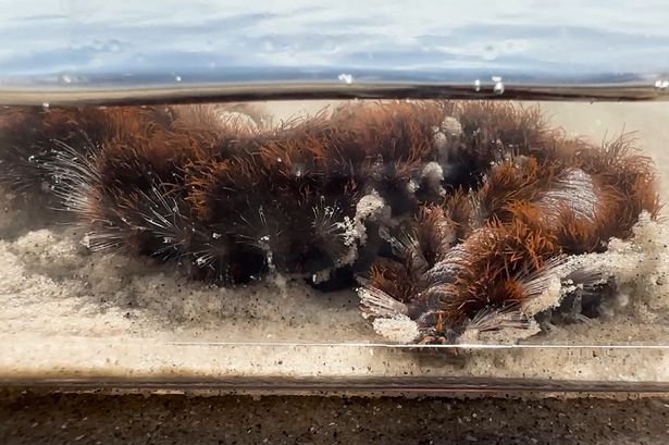 'Worst nightmare' sea creature with sting 'like fire' invading holiday hotspot beaches