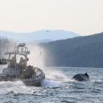 2 humpback whales rescued after getting tethered by fishing gear