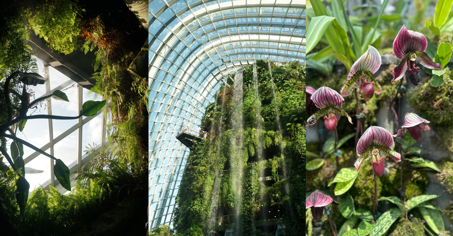 5 Reasons To Visit Cloud Forest in Singapore