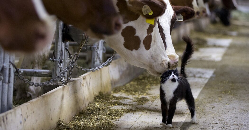 As Bird Flu Spreads, Disease Trackers Set Their Sights on Pets