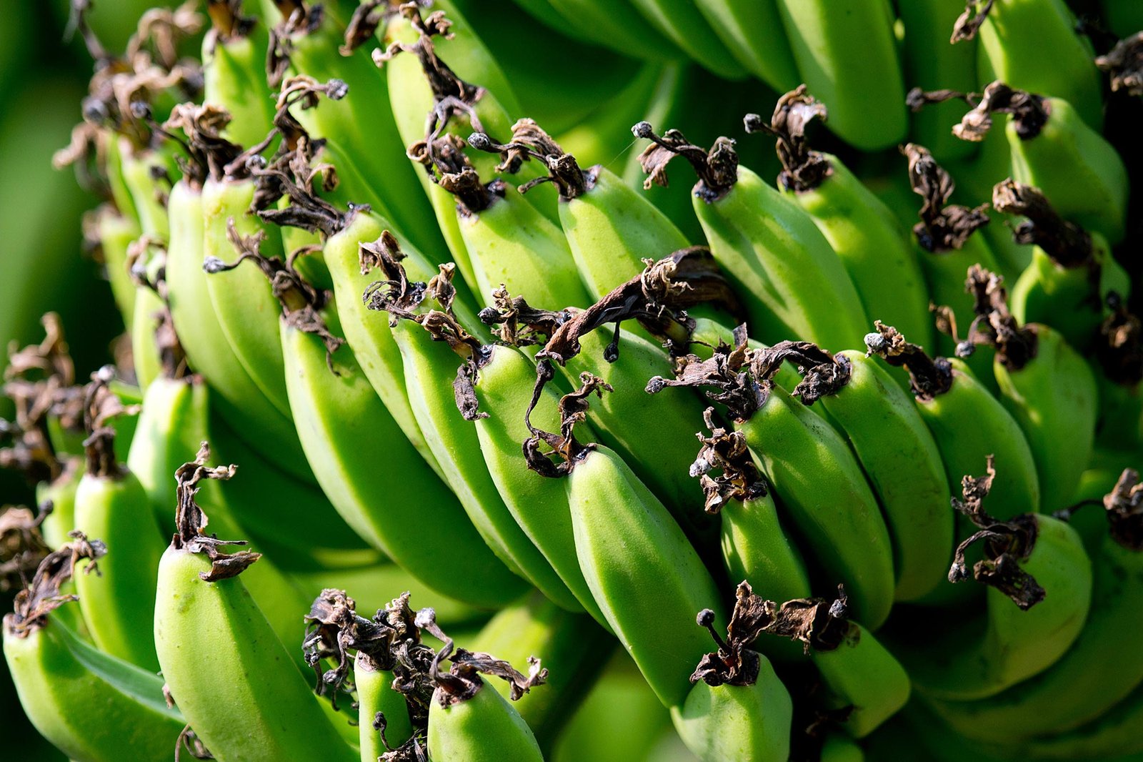 Banana Apocalypse: Can Biologists Outsmart the Silent Killer?