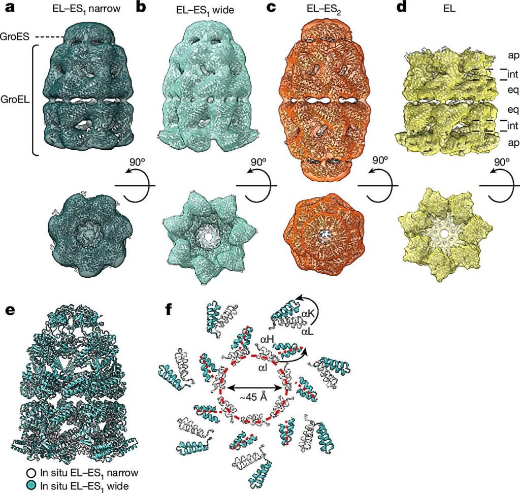 Cryo-ET study elucidates protein folding helpers in their natural environment