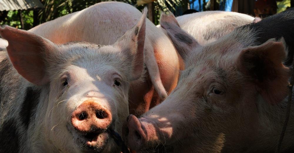 DA takes tighter measures to contain African swine fever in Cotabato