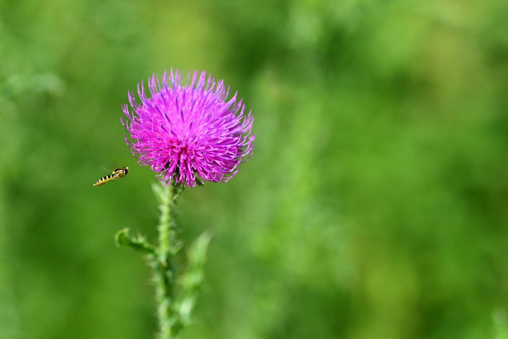 Milk Thistle