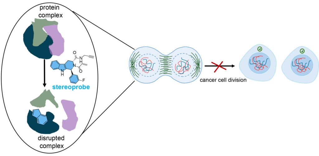 Dual protein analysis approach provides potential way to slow cancer growth