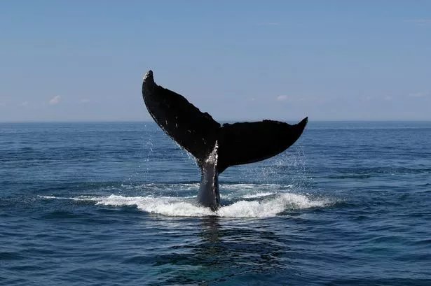 Fisherman knocked out after being slapped across face by whale's tail