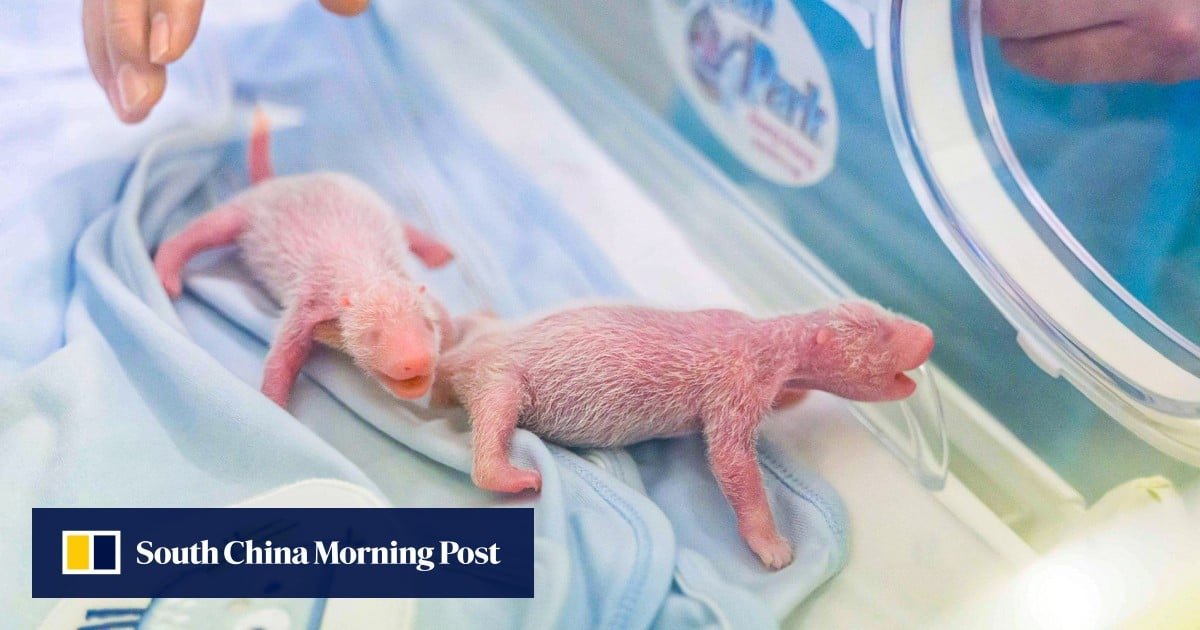 Hong Kong’s 4-day-old panda twins stable but ‘a little fragile’: Ocean Park chief